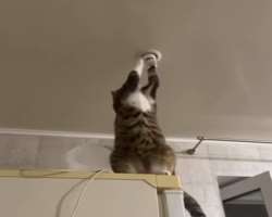 The actor is a cat lover and has adopted one in his home.